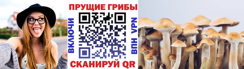 Псилоцибиновые грибы GOLDEN TEACHER  цены   Фролово 